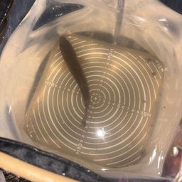 セイゴ（マルスズキ）