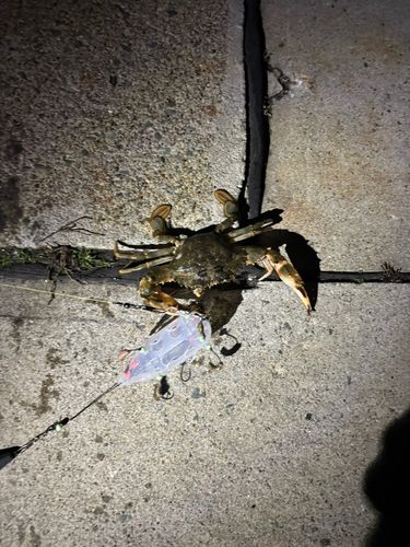 カニの釣果