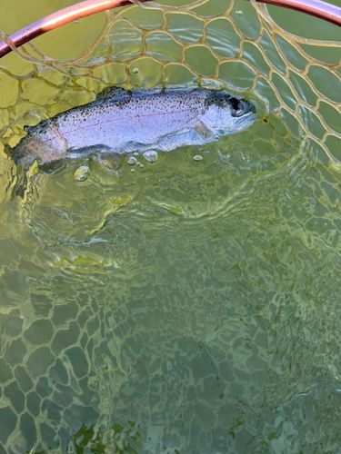 レインボートラウトの釣果