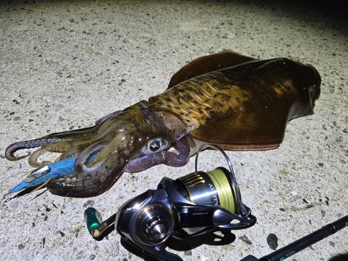 アオリイカの釣果