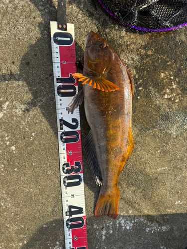 アイナメの釣果