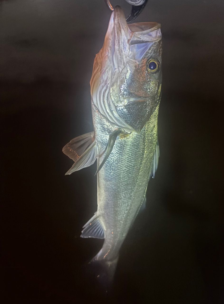 DAIWA 21モアザン ブランジーノ EX AGS 94MLの最安値・インプレ・釣果