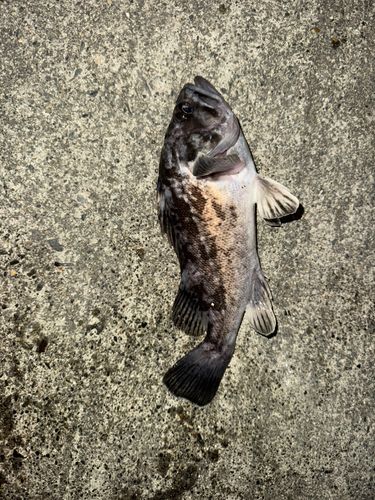 クロソイの釣果