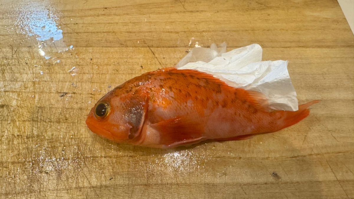 あじたまさんの釣果 1枚目の画像