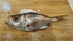 シロムツの釣果
