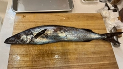 スミヤキの釣果