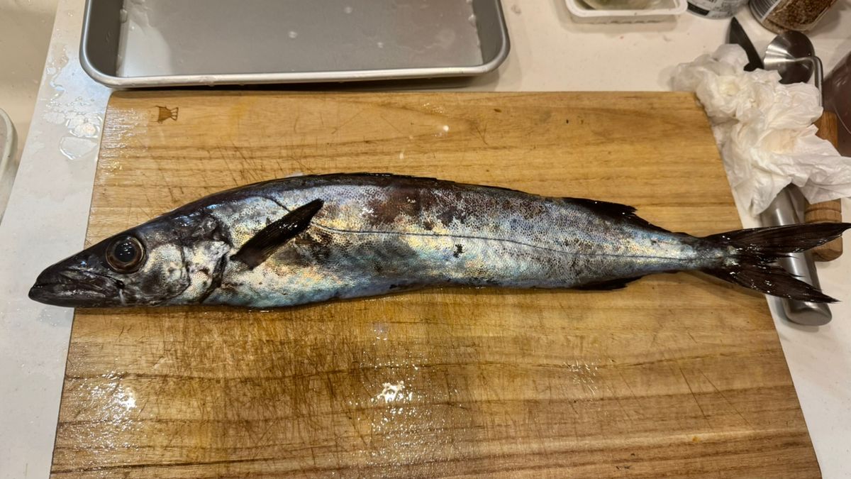 あじたまさんの釣果 1枚目の画像