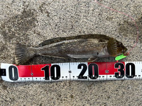 アイナメの釣果