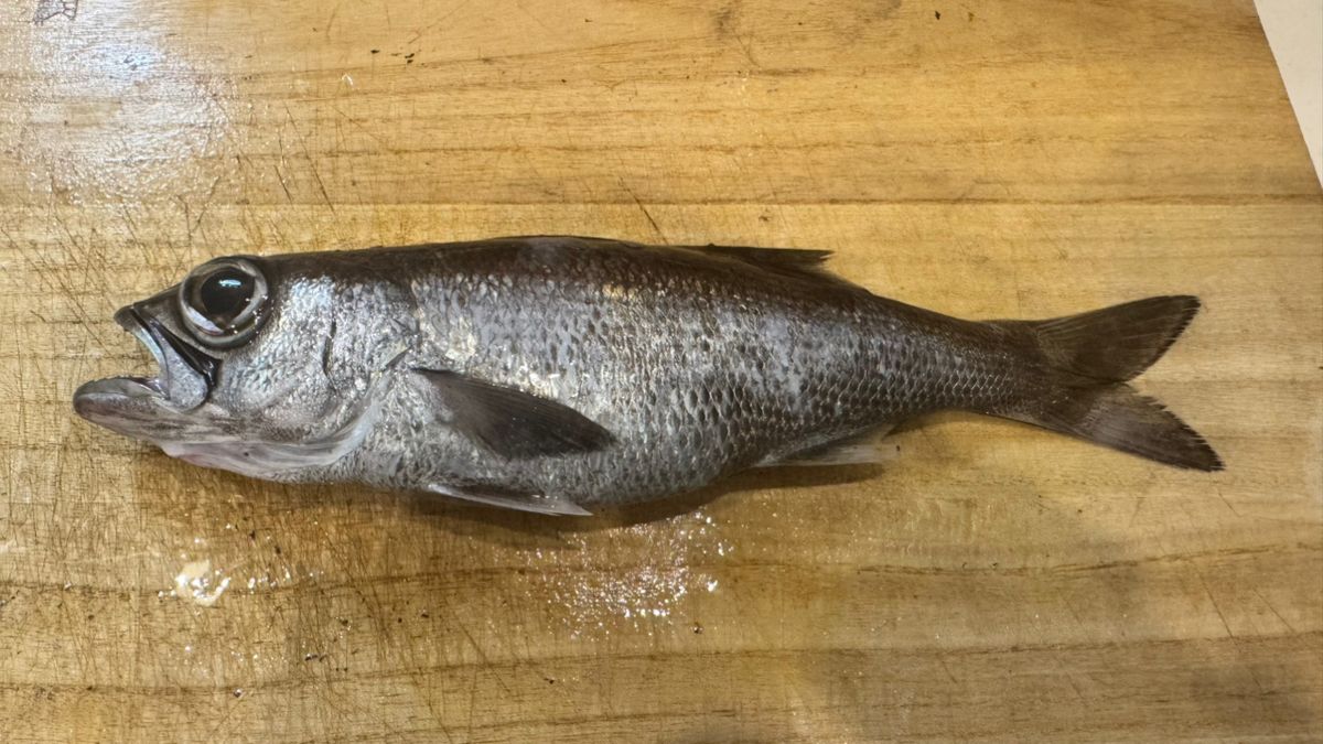 あじたまさんの釣果 1枚目の画像