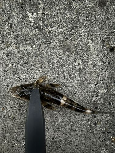 ワニゴチの釣果