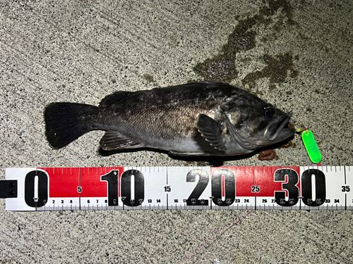 クロソイの釣果