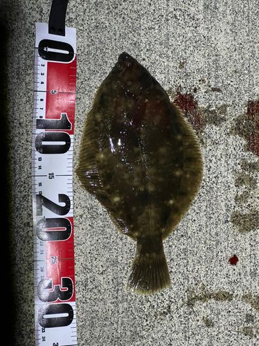 マコガレイの釣果