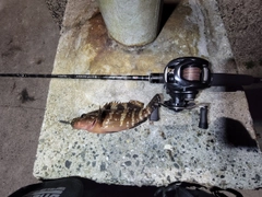 キジハタの釣果