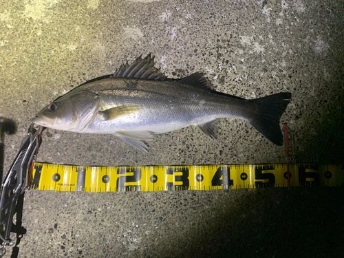 シーバスの釣果
