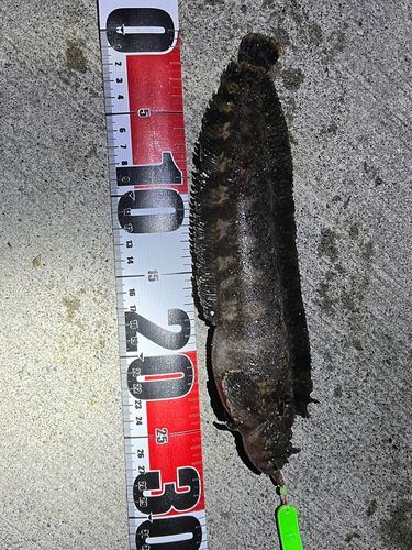 フサギンポの釣果