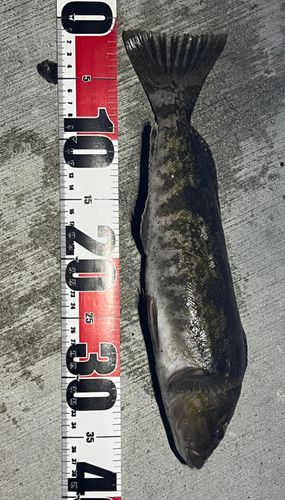 アイナメの釣果