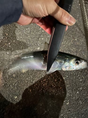 サバの釣果