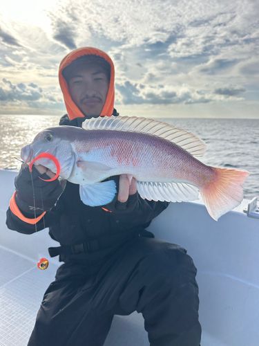 シロアマダイの釣果