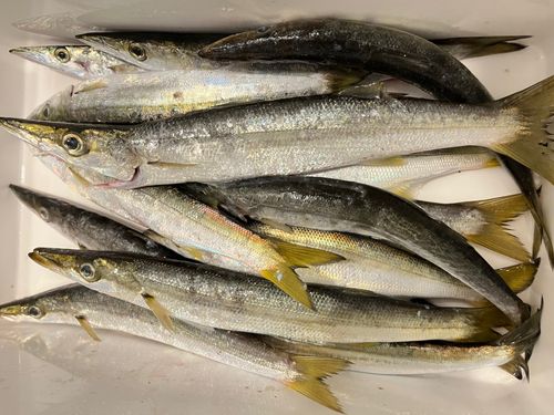 アカカマスの釣果