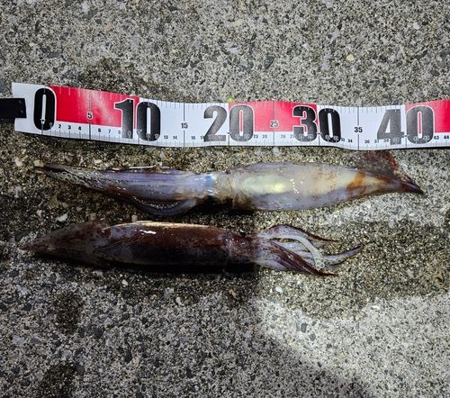 三陸海岸（岩手）