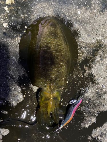 アオリイカの釣果