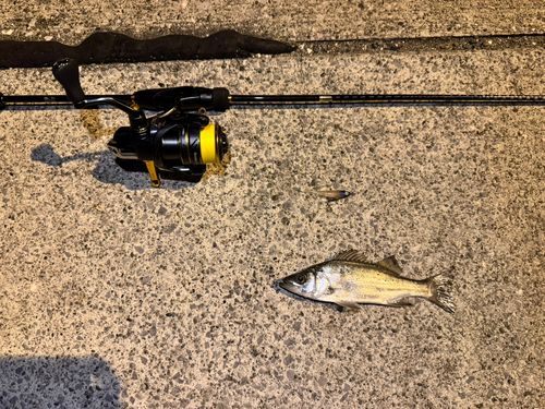 セイゴ（マルスズキ）の釣果