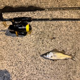 セイゴ（マルスズキ）