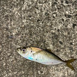 ぶんたろーう さんの 2025年11月22日のアジの釣り・釣果情報(福岡県