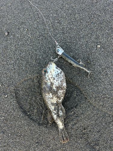 フグの釣果