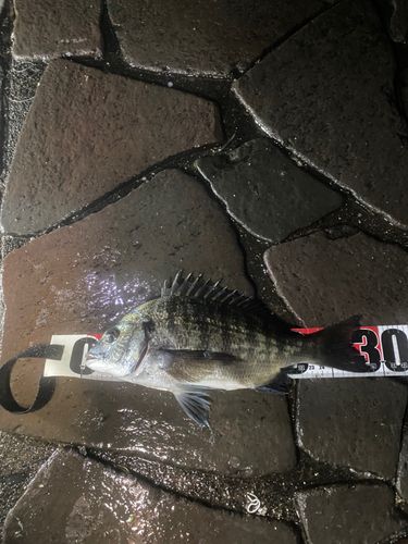 クロダイの釣果