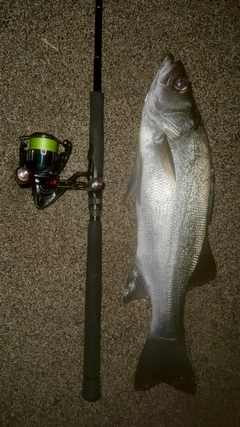 ヒラスズキの釣果