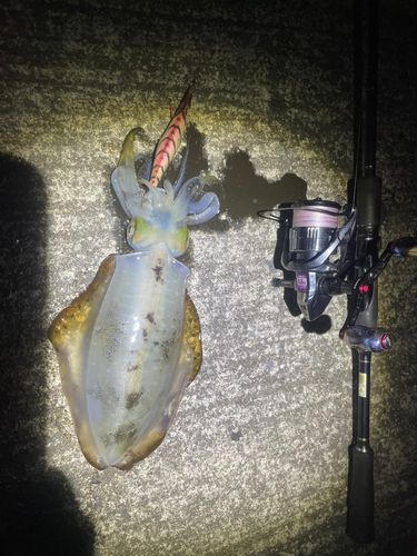 アオリイカの釣果