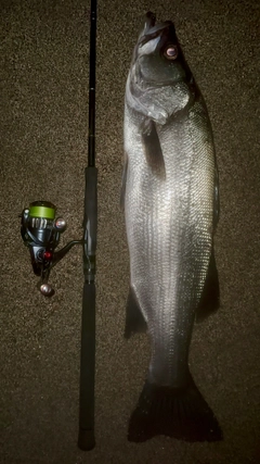 ヒラスズキの釣果