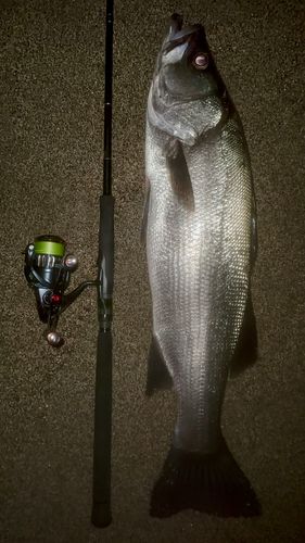 ヒラスズキの釣果