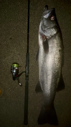 ヒラスズキの釣果