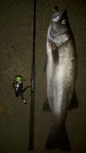 ヒラスズキの釣果