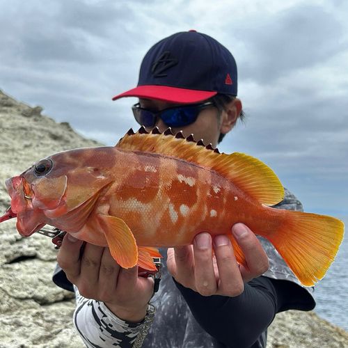 アカハタの釣果