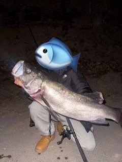 ヒラスズキの釣果