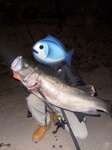 ヒラスズキの釣果