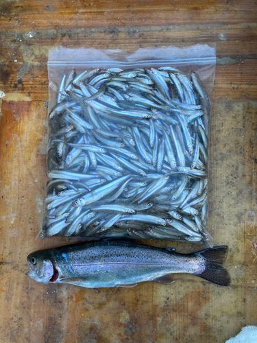 ワカサギの釣果