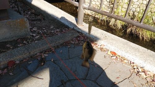 ナイルティラピアの釣果