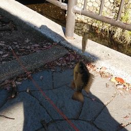 ナイルティラピア