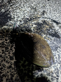 コウイカの釣果