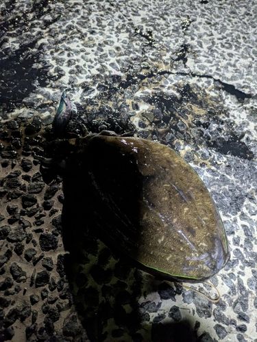 コウイカの釣果