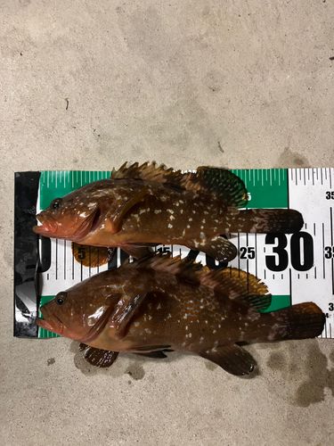 キジハタの釣果