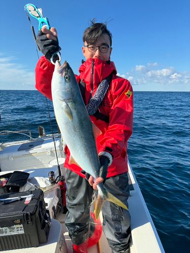 ヒラマサの釣果