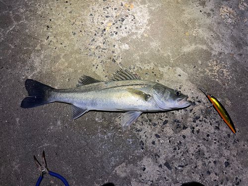 シーバスの釣果