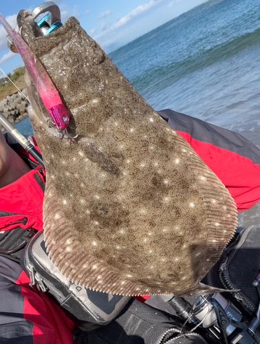 ヒラメの釣果