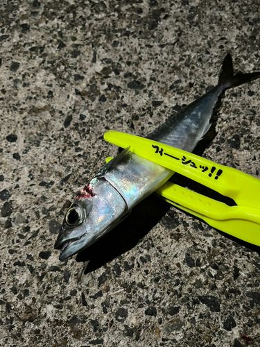 サバの釣果
