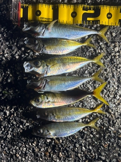 マアジの釣果